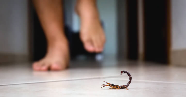 tucson-pest-prevention-cleaning